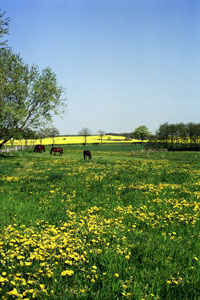 Ferienhaus Seeblick 2 in Kägsdorf an der Ostsee – Pferde auf der Wiese